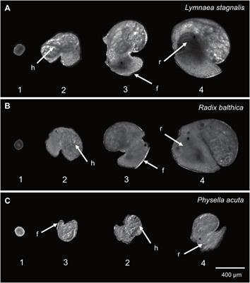 Comparative phenomics: a new approach to study heterochrony